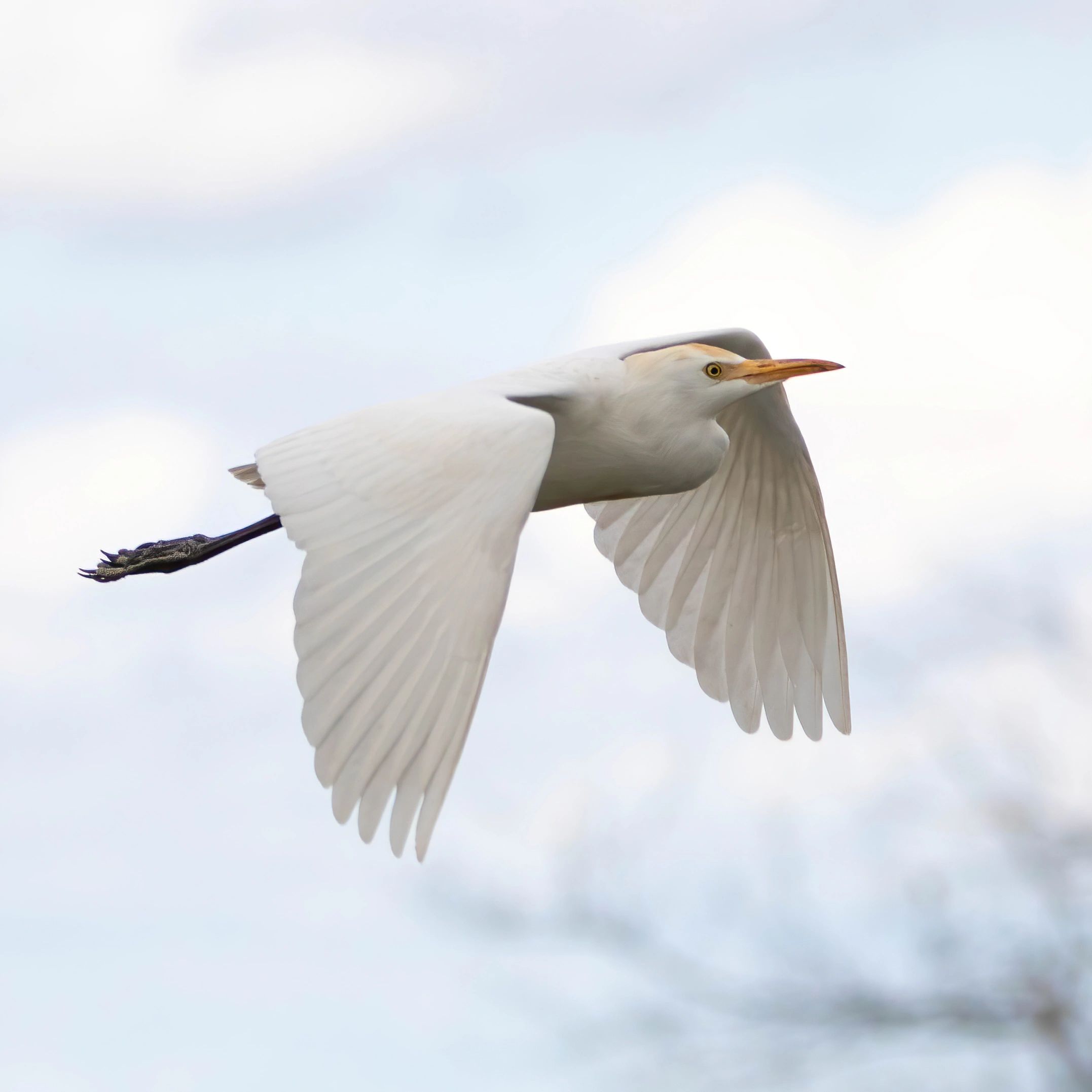 Cattle egret in flight with muted clouds