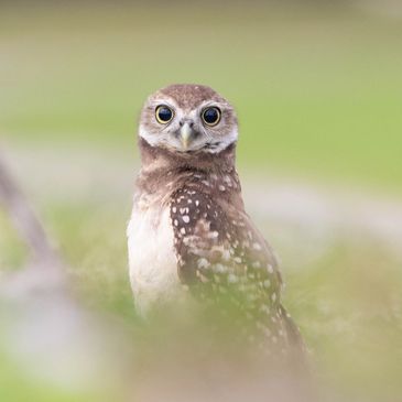 Burrowing owl with soft green background