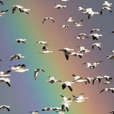 Snow geese flying past a rainbow