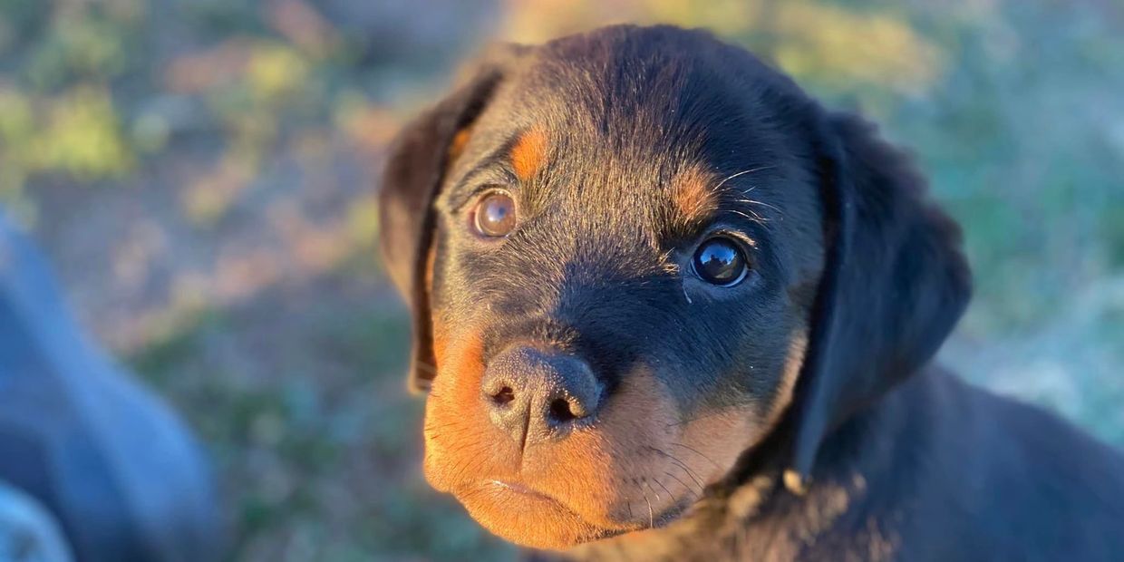 Breeding planned for Fall/Winter 2025