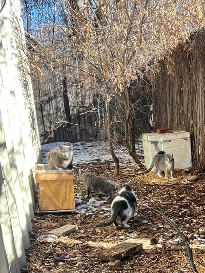 One of Simba's Pride Feral Colony Setups