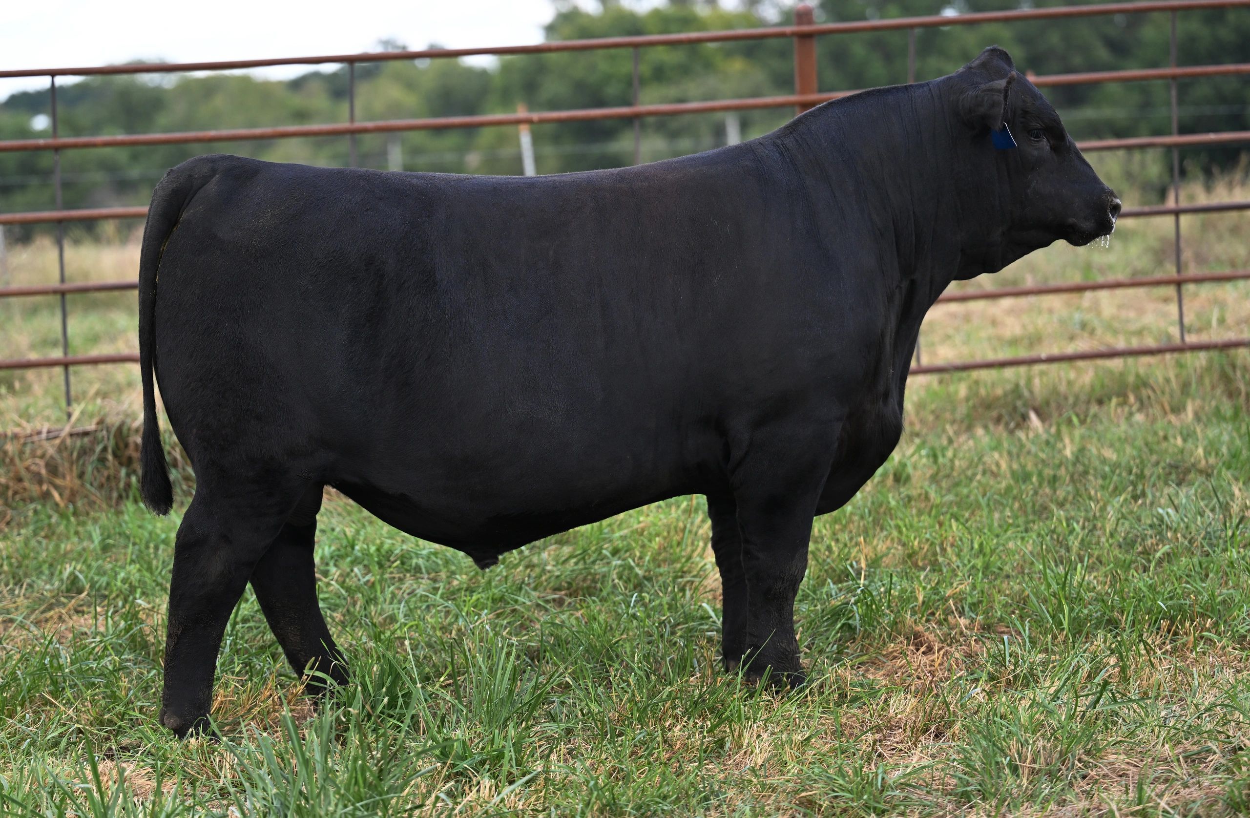 Henke Hoss 5162