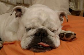 Beaux the Bulldog is our namesake