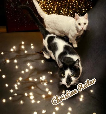 Cats - Drop in Visits