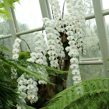 Cascading white orchids in a greenhouse surrounded by lush green ferns.