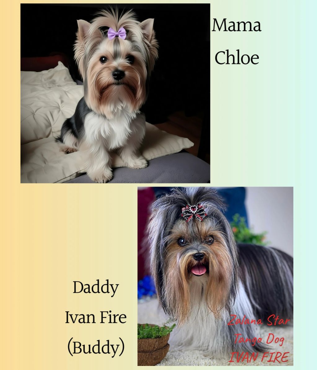 Two adorable dogs named Mama Chloe and Daddy Ivan Fire with stylish bows.