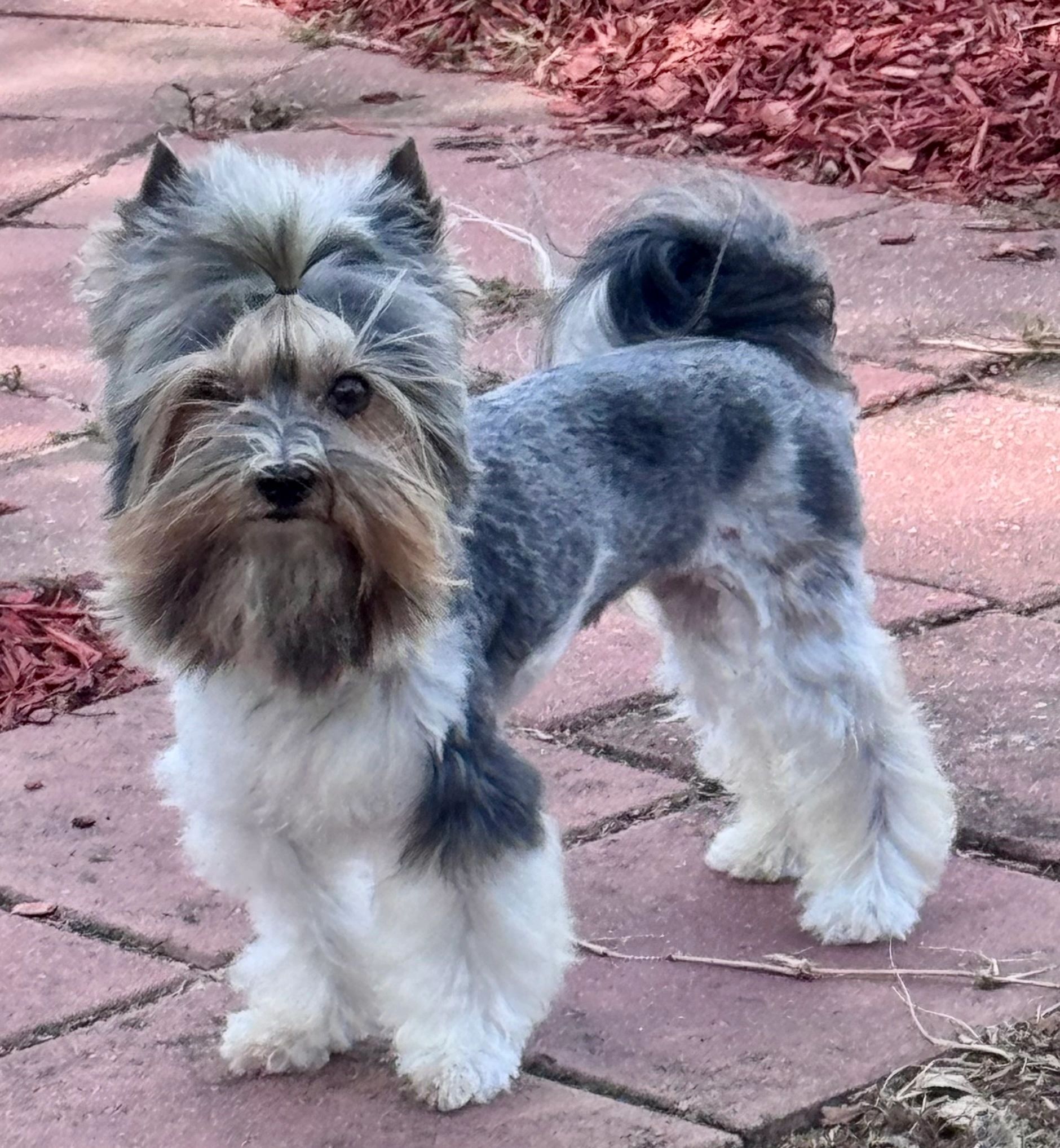 Small dog standing on a stone path.