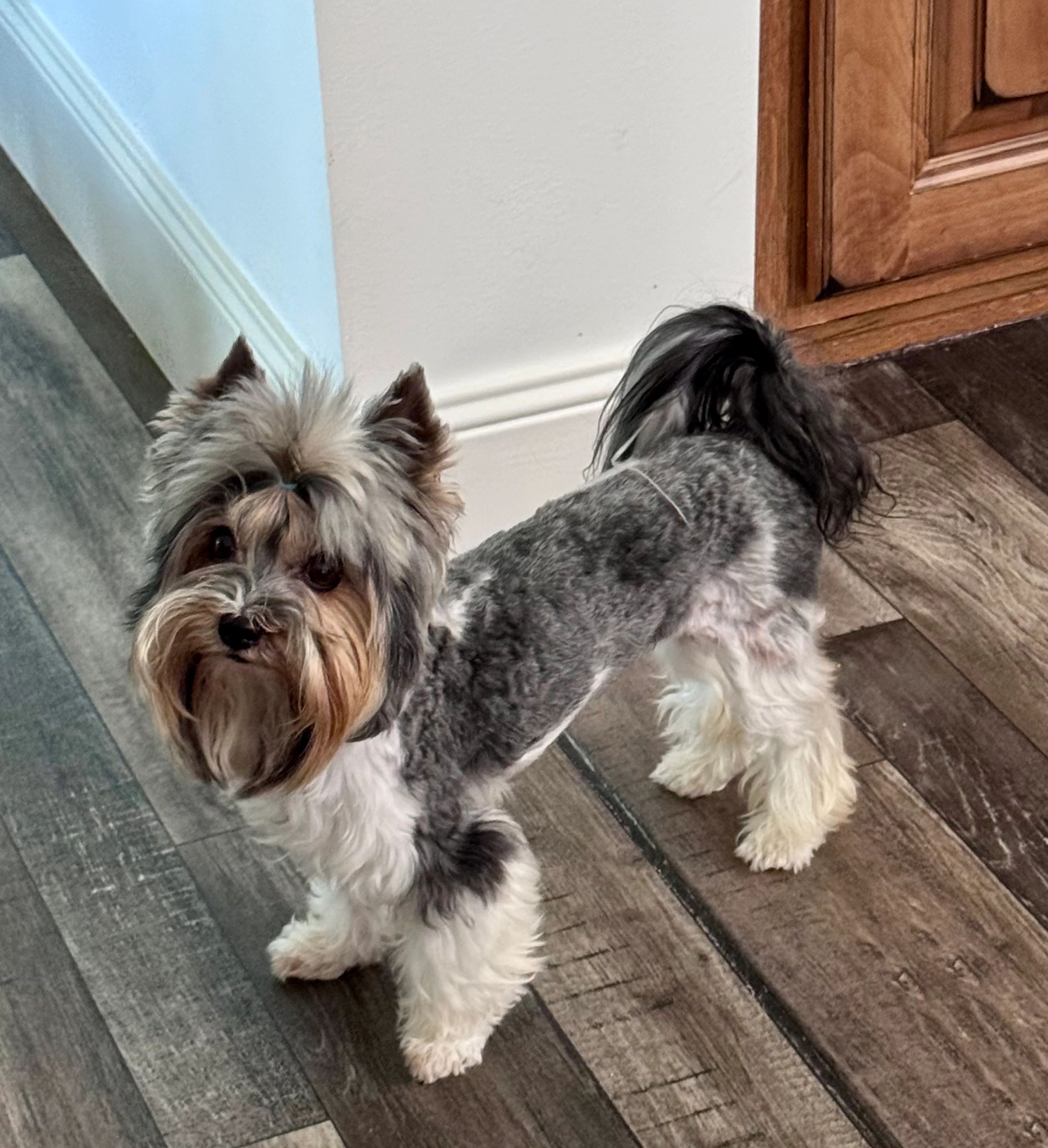Small, fluffy dog with a gray and white coat.
