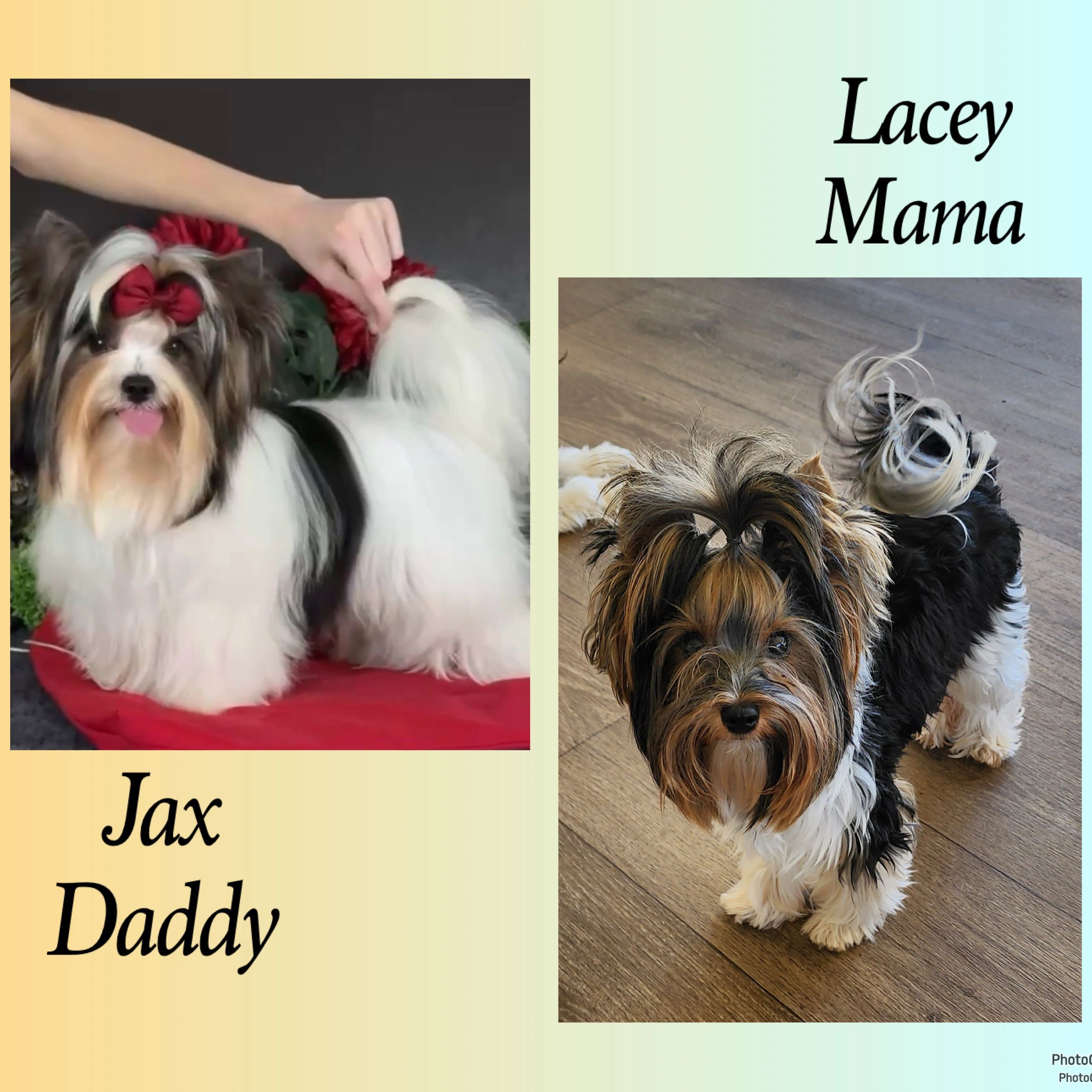 Two adorable dogs named Lacey and Jax in a family photo.