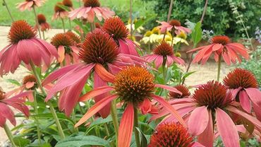 Piedmont Physic Garden