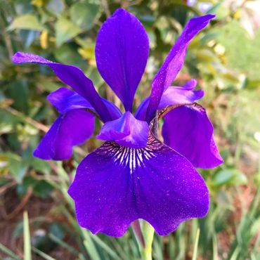 Piedmont Physic Garden