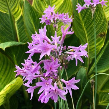 Piedmont Physic Garden