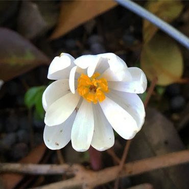 Piedmont Physic Garden
