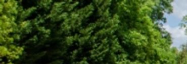Piedmont Physic Garden