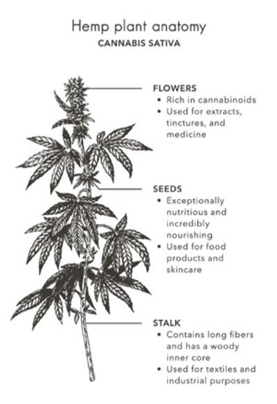 Cannabis sativa hemp plant anatomy