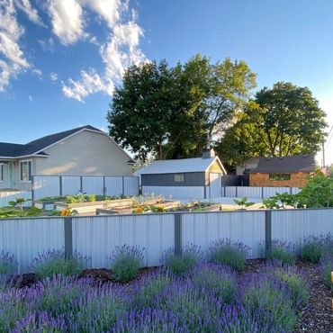 Cottage, bungalow with a bright purple garden of lavender.