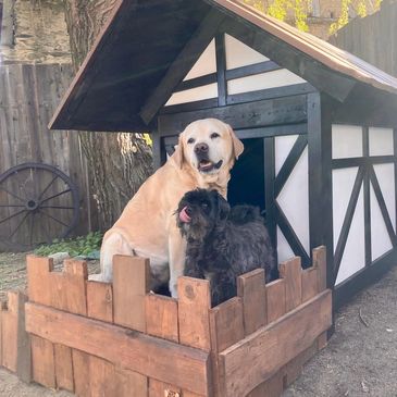 Zwei Hunde in einem Fachwerk-Hundehaus