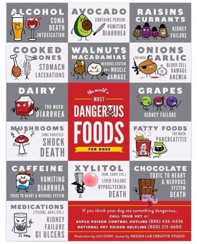 dangerous dog foods
