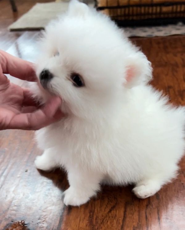 A White teacup Pomeranian puppy 
