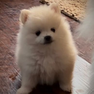 Light cream/white Pomeranian puppy