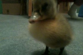 Cute baby duck.