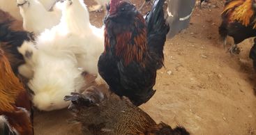 Rooster amongst his girls.