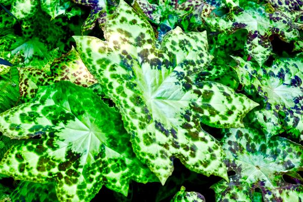 Podophyllum 'Spotty Dotty'