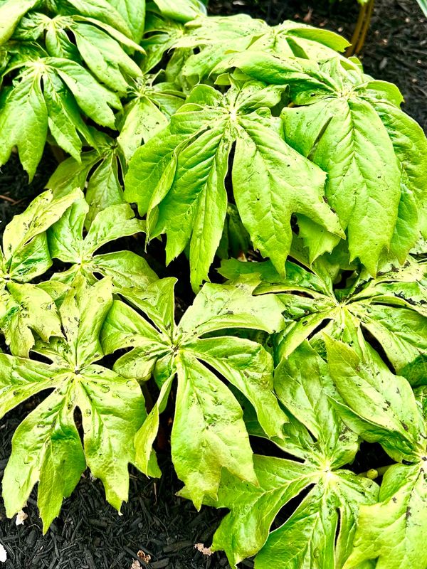 Podophyllum peltatum
