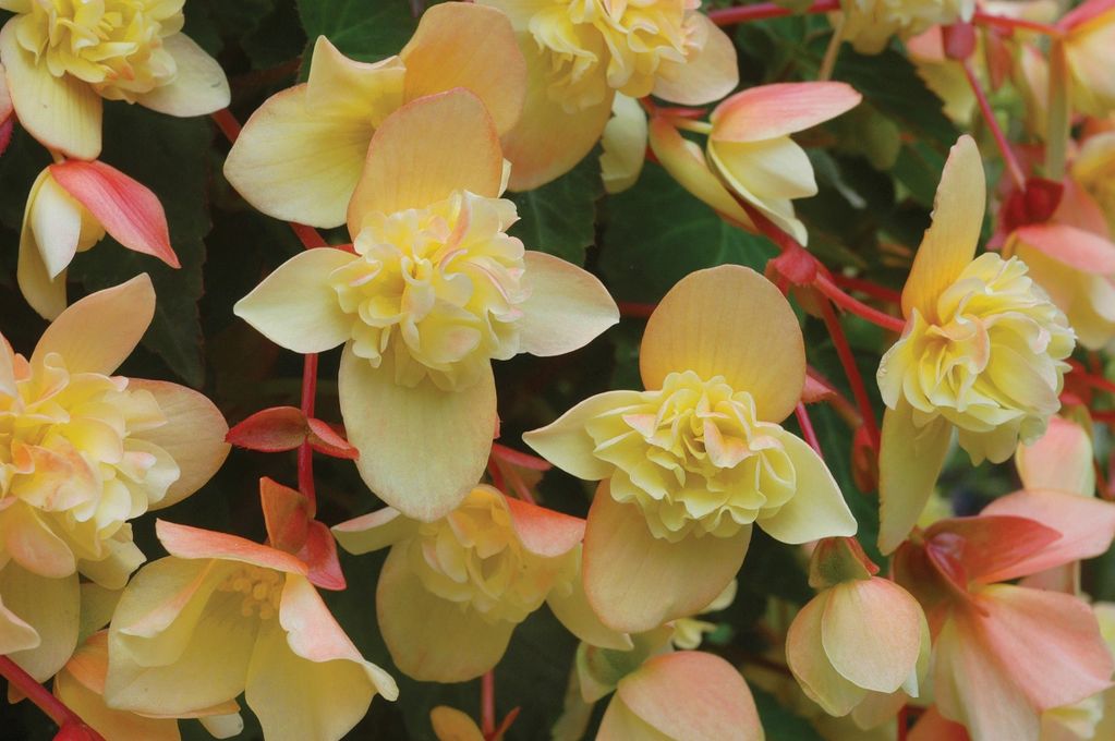 Begonia 'Sherbet Bon Bon'