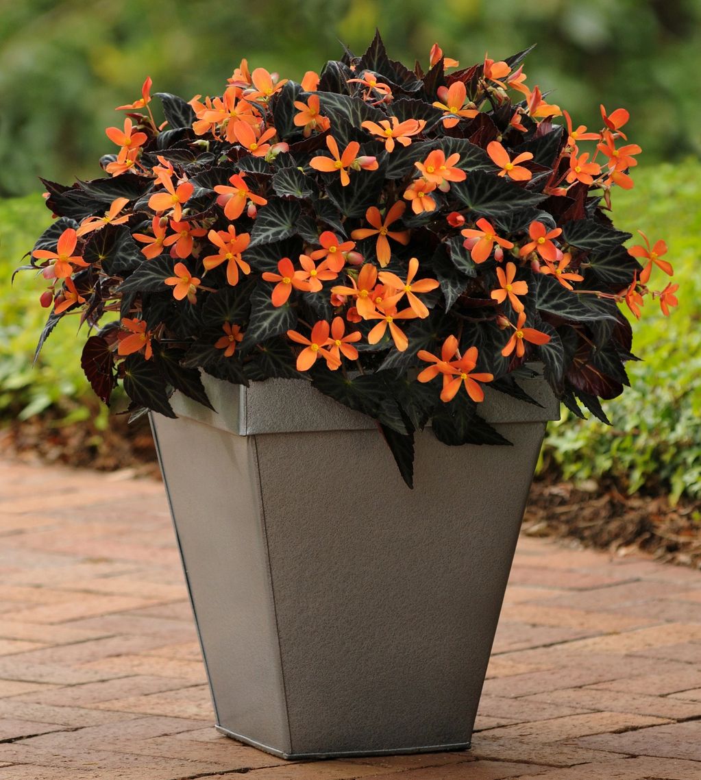 Begonia 'Sparks Will Fly'