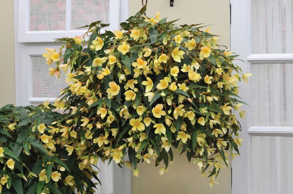 'Million Kisses Honeymoon' Begonia