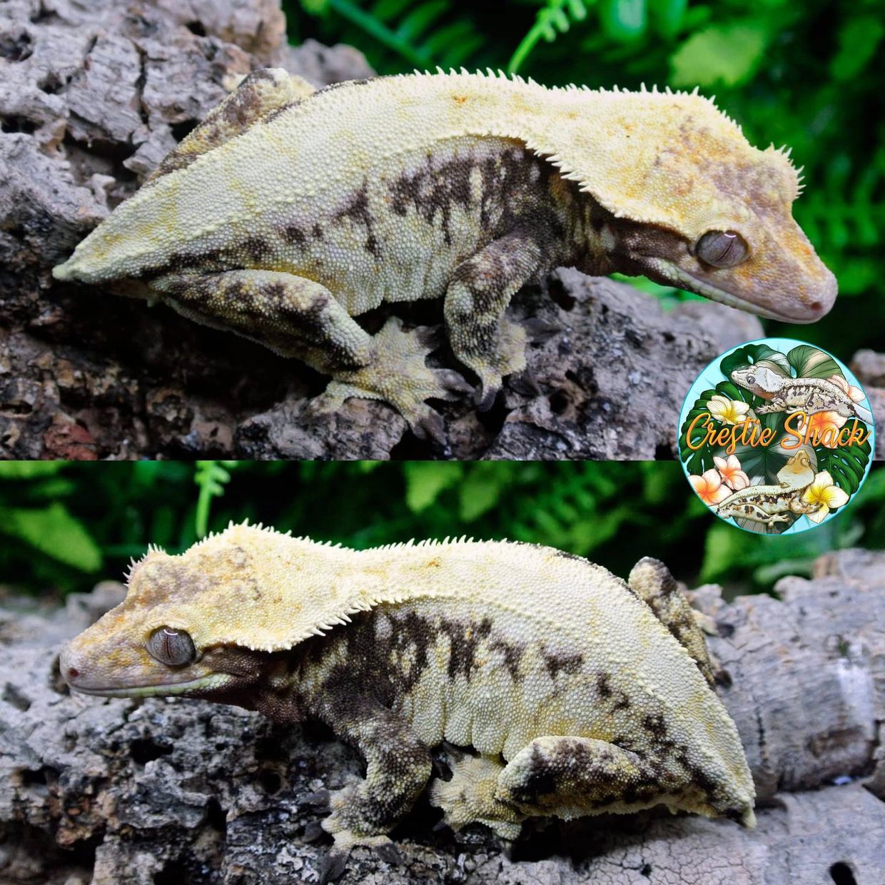 Close-up of a crested gecko on bark.
