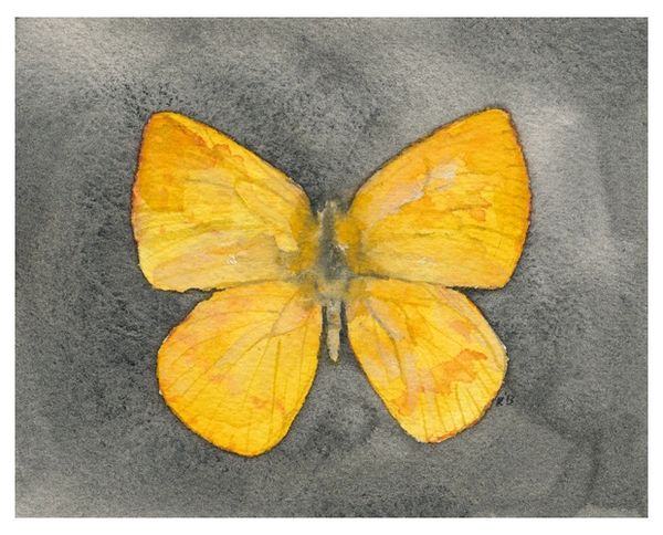  Watercolour painting of a yellow moth on a black background by Renée Anne Bouffard-McManus