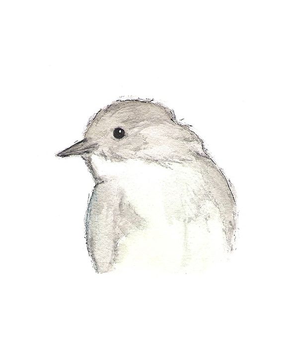 Grey phoebe watercolour bird on a white background by Renée Anne