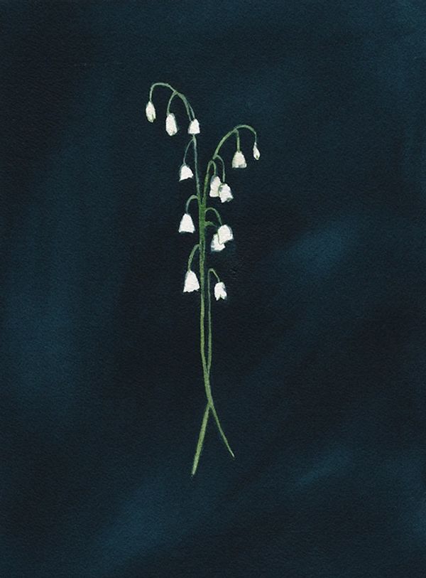 Lily of the Valley watercolour painting on a black background by Renée Anne Bouffard-McManus