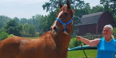 Martin Faith's Percherons in Beloit, WI| Horse boarding in Beloit, WI| Horse Rescue in Wisconsin