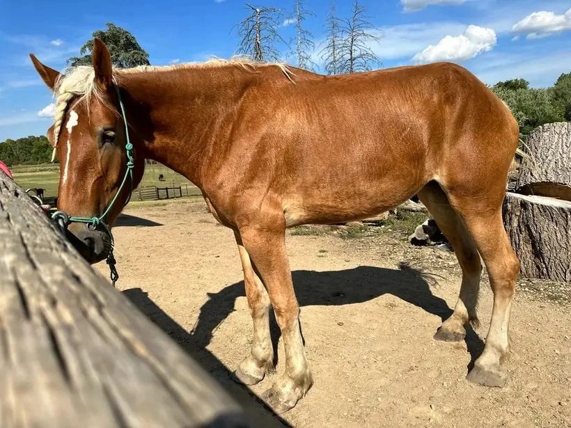 Horse Rescue| Non profit in Lake Geneva, WI| Support Local Businesses in Lake Geneva, WI| Donate