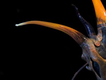 Mask with Glass Horns
132 X 80 X 246 cm
Rootwood, Blown Glass, Wood, Steel, Cast Iron, Copper