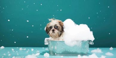 The expanding pet care industry gives affiliates chances to promote pet food, toys, and more.