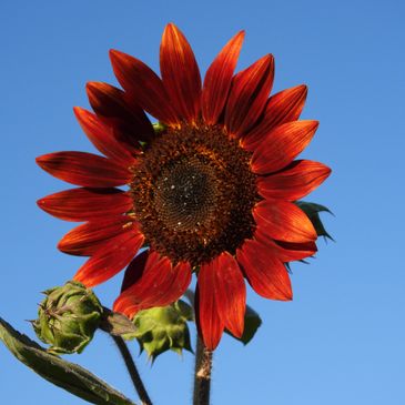 Red sunflower in full bloom against a clear blue sky.
