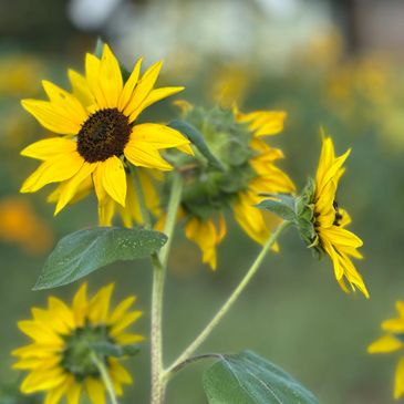 Close-up of vibrant yellow sunflowers in a field.