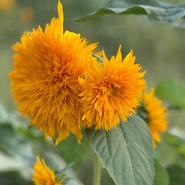 Bright orange double-flowered sunflower blooms with fuzzy petals.