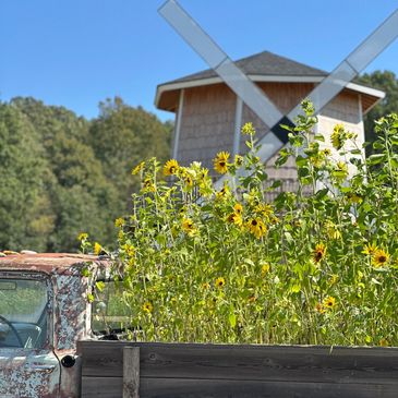Sunflowers blooming beside an old truck with a windmill in the background.