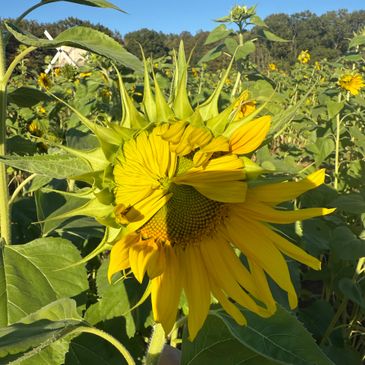 A sunflower in bloom amidst green leaves and other sunflowers.