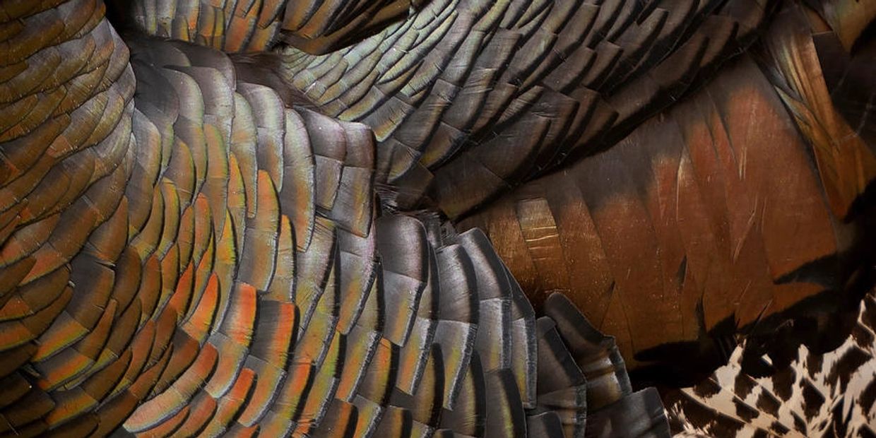 Turkey feather art