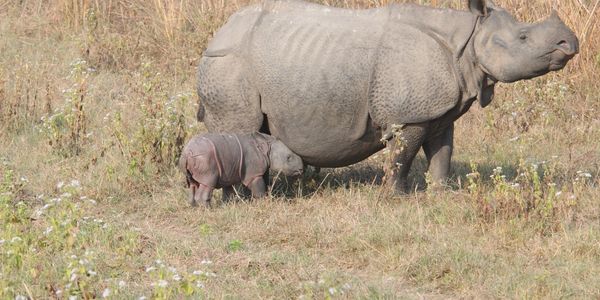 Gorumara, Rhino , Wildlife