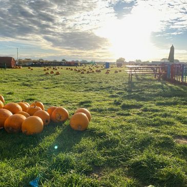 pumpkins in the early morning