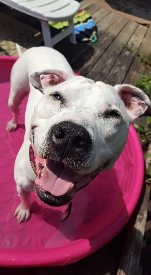 canine training and behavior services