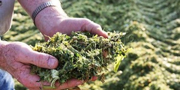 Hands holding freshly harvested green plant material outdoors.