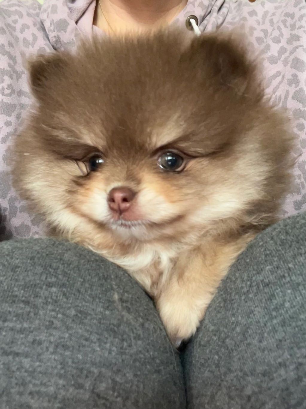 Fluffy brown Pomeranian puppy nestled between someone's legs.